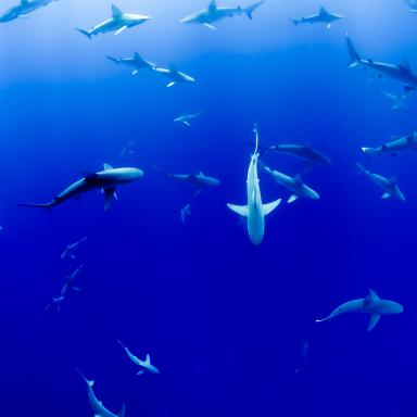 aerial view of sharks