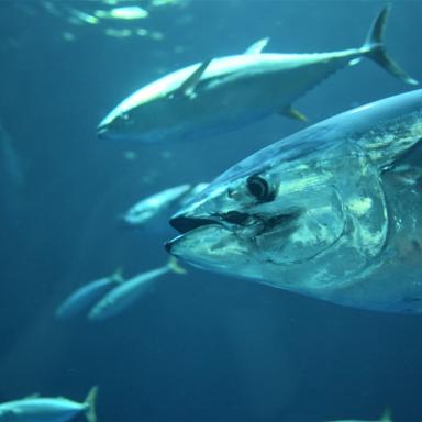 tuna in open water