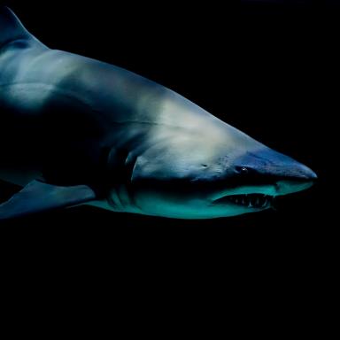 shark with dark background