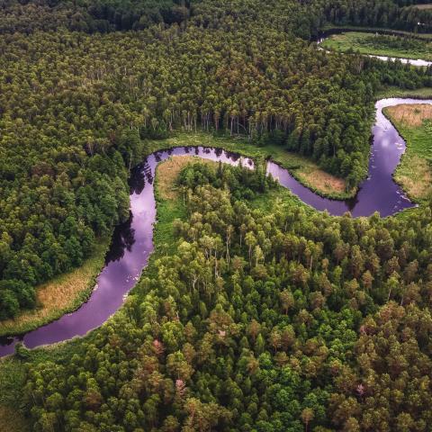 forest with river running through it