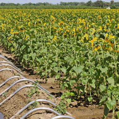 sunflower field with irrigation