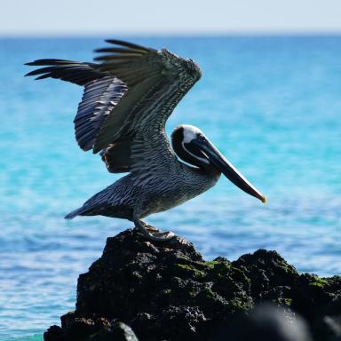 pelican on rock in Galapagos Island
