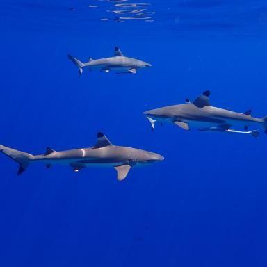 reef sharks