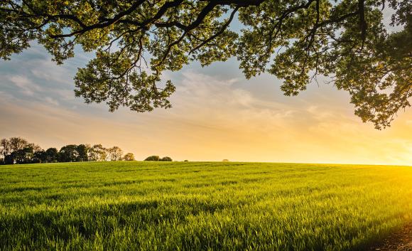 field and trees with sunset